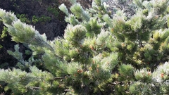 Adenanthos sericeus