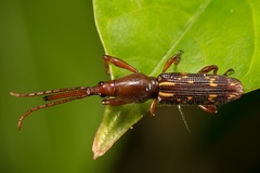 Arrhenodini
