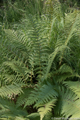 Oreopteris limbosperma