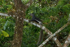 Callosciurus prevostii