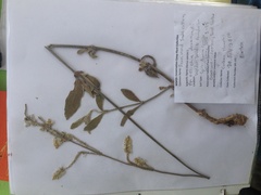 Froelichia drummondii