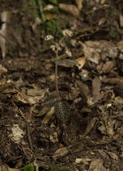 Anoectochilus roxburghii