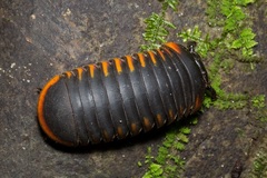 Oniscomorpha