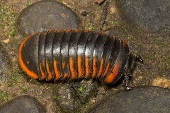 Oniscomorpha