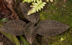 Anoectochilus roxburghii