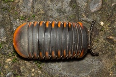 Oniscomorpha