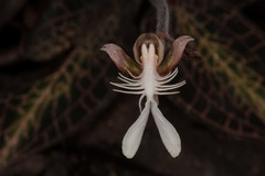 Anoectochilus roxburghii