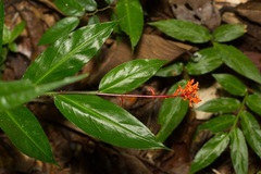 Globba atrosanguinea