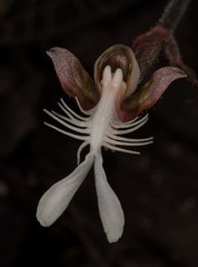 Anoectochilus roxburghii