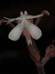 Anoectochilus roxburghii
