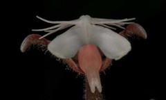 Anoectochilus roxburghii