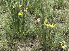 Hypoxis rigidula