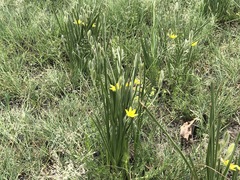 Hypoxis rigidula