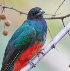 Eared Quetzal photo 1