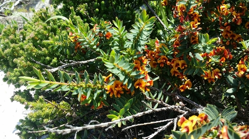 Image of Eutaxia myrtifolia by (c) Helium Luo, some rights reserved (CC BY)