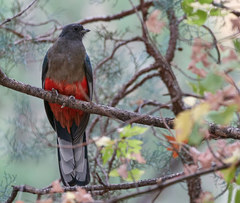 Eared Quetzal photo 4