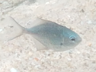 Scorpis lineolata