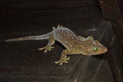 Gekko smithii