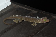 Gekko smithii