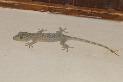 Gekko smithii
