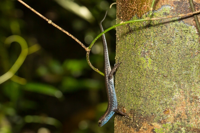 Blue-Headed Forest Skink