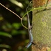 Blue-throated Litter Skink - Photo (c) dhfischer, some rights reserved (CC BY-NC), uploaded by dhfischer