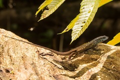 Eutropis rugifera
