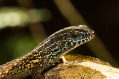Eutropis rugifera