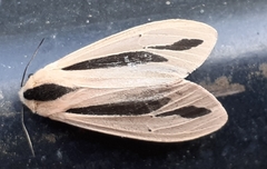 Creatonotos gangis-interrupta agg