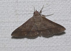 Anticarsia irrorata