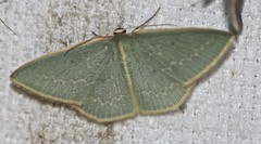 Chlorocoma melocrossa