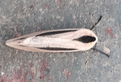 Creatonotos gangis-interrupta agg