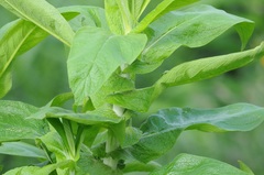 Calomeria amaranthoides