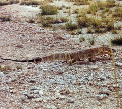 Varanus albigularis angolensis