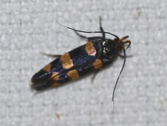 Limnaecia polycydista
