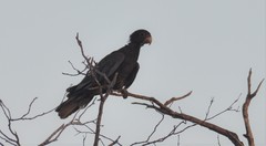 Coracopsis vasa vasa