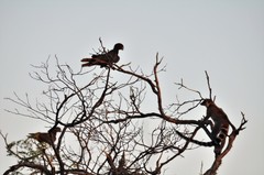 Coracopsis vasa vasa