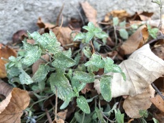 Nepeta × faassenii