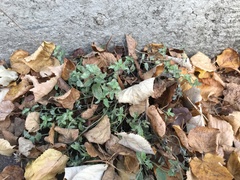Nepeta × faassenii