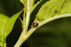 Diomus notescens