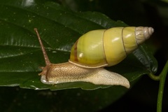 Amphidromus
