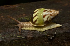 Amphidromus hamatus