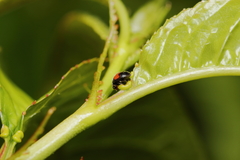 Diomus notescens