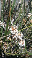 Lysinema pentapetalum