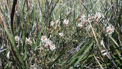 Lysinema pentapetalum