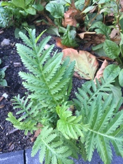 Tanacetum corymbosum