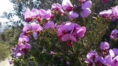 Gompholobium scabrum