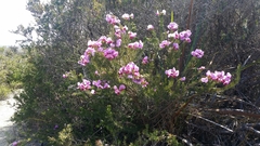 Gompholobium scabrum