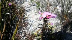 Gompholobium scabrum