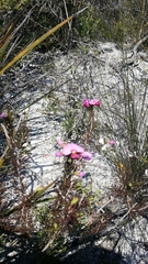 Gompholobium scabrum